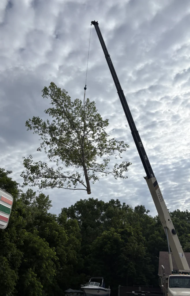 commercial tree removal