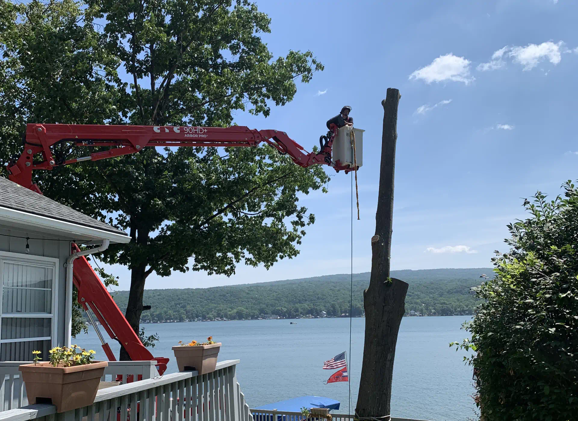 tree removal services